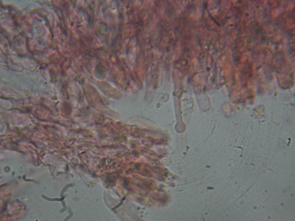 Quiz N.8 (Hyphoderma sambuci)